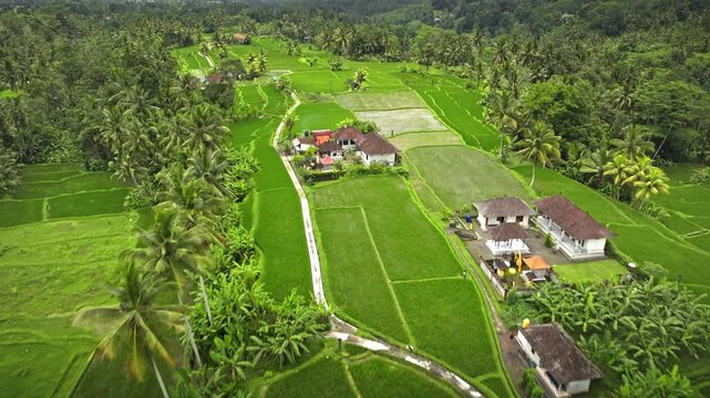 Ubud, Bali, Tegalalang rice terraces creating a vibrant green agricultural rural landscape with traditional Balinese dwellings houses nestled amidst lush tropical palm trees. Aerial view drone flight