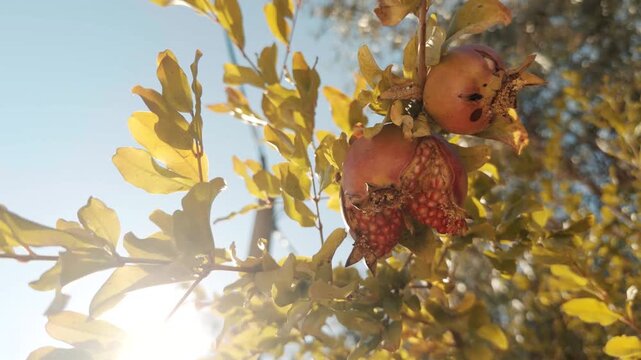 Ripe Pomegranate Fruits Hanging On Tree Branch In Sunny Orchard. Organic Agriculture Harvest