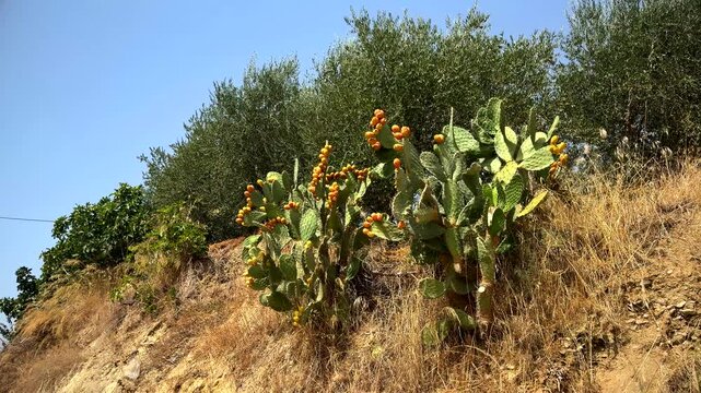 Prickly Pear Cactus Plant With Ripe Yellow Fruits Growing On Dry Hillside. Exotic Mediterranean Flora. Succulent Nature