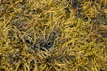 Yellow seaweed texture covering the rocky shoreline during the daytime in the coastal town of Ullapool located within the Highlands of Scotland © JASPERIMAGE