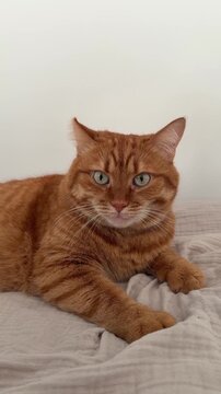Cute orange cat lying on the bed and looking at camera