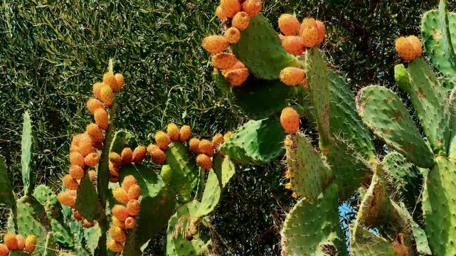 Ripe Prickly Pear Fruits Growing On Opuntia Cactus Plant. Exotic Tropical Botanical Flora 