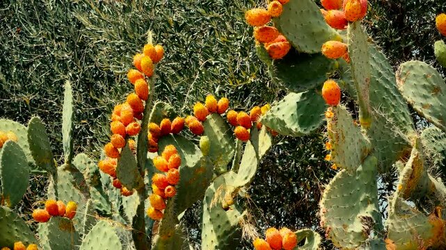 Ripe Prickly Pear Cactus Fruits Growing On Green Opuntia Plant.  Exotic Mediterranean Flora. Tropical Edible Succulent 