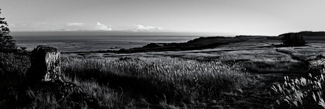 Fukushima native meadow with weathered stump and ocean view