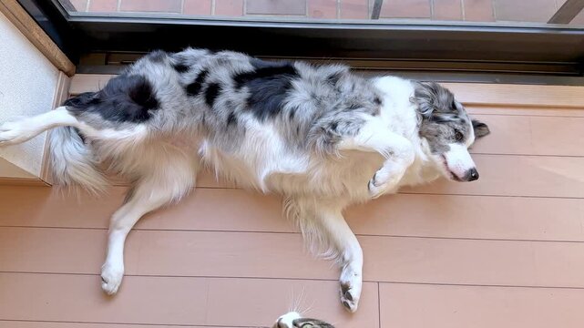 Adorable blue merle border collie dog sleeping