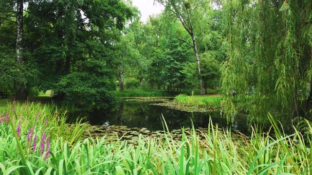 Camera tilting down to green tall grass and park pond with water lilies