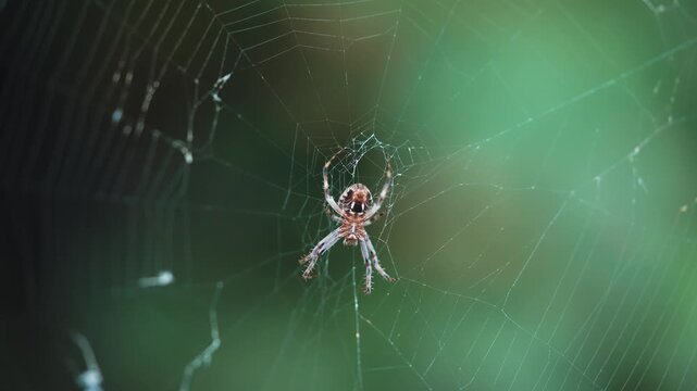 Spider sitting on cobweb in nature macro close up shot