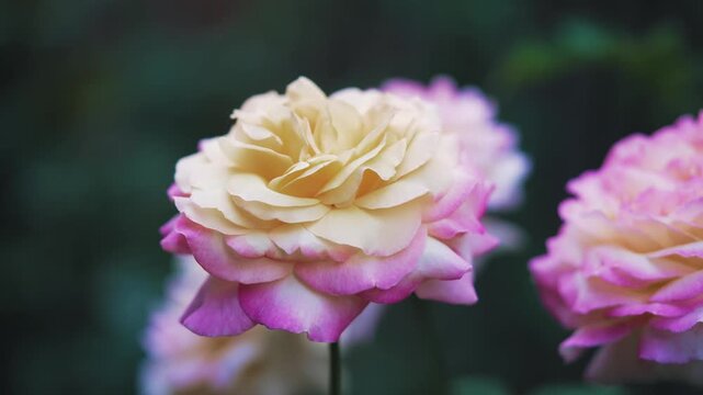 Pink and yellow rose blooming in wind close up macro shot