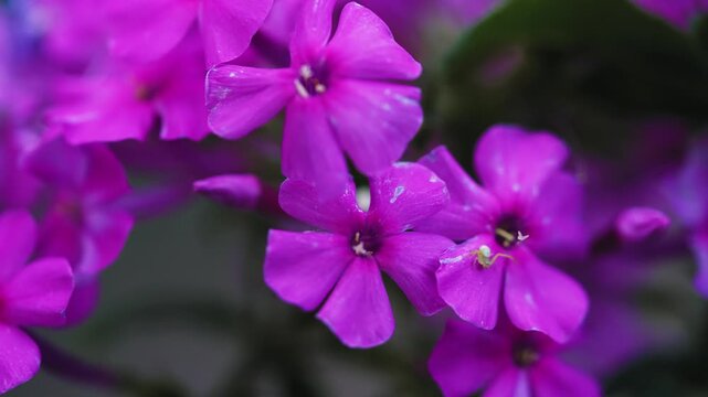 Purple phlox flowers blooming with tiny spider macro close up shot