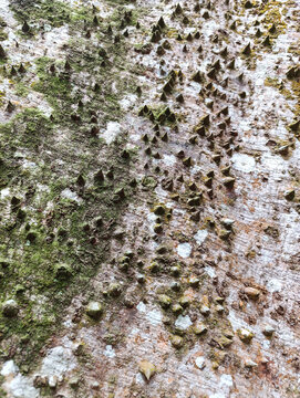 Close-up Texture of Thorny Tree Bark with Moss and Lichen. Kebun Raya Bogor, Indonesia