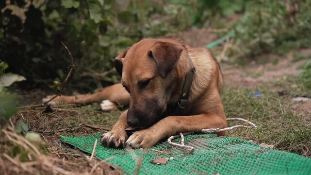 Dog chewing bone outdoors on ground close up shot