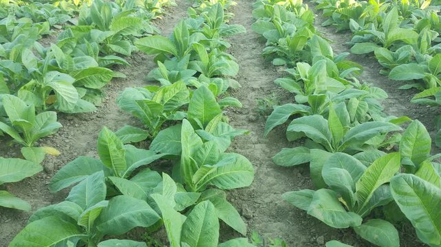 Rows of young tobacco plants growing in a neat agricultural field at a plantation