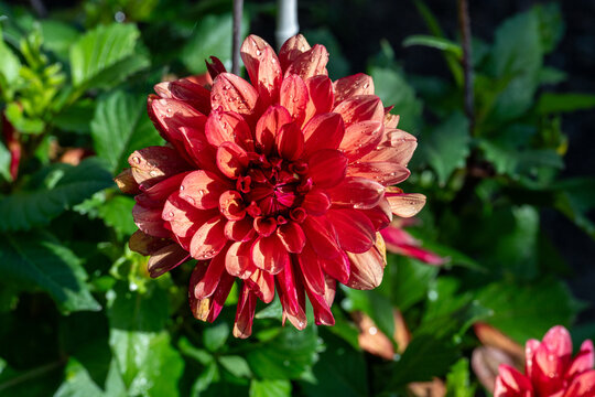 Close to a beautiful red Dahlia in flower bed