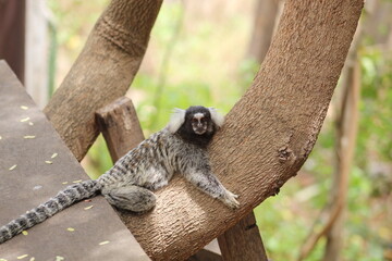 lemur on tree © Pixelbot Studio
