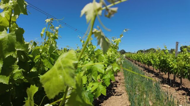 Slow forward movement through a vineyard as grape leaves gently move in the summer breeze