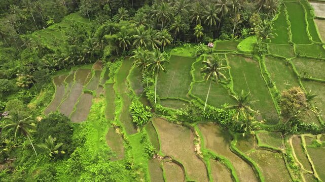 Verdant rice terraces and lush palm trees forming a beautiful tropical agricultural landscape in Ubud, Bali, Indonesia. Traditional farming methods in rural scene. Natural background. Aerial view shot