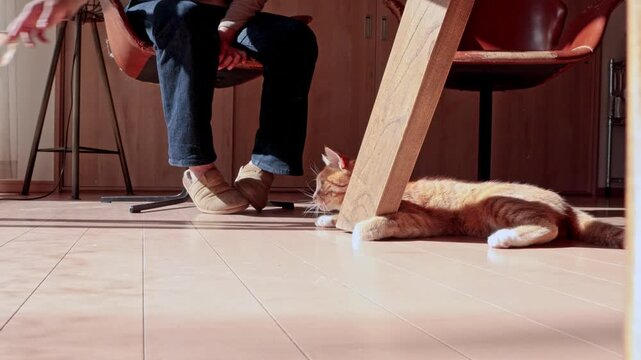 Playful ginger cat interrupting a fashion designer working at home