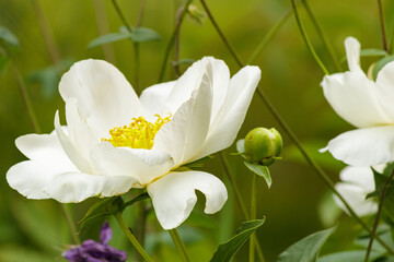 White Peony Flower and Bud in Garden © Sasha