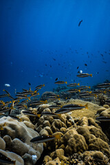 School of yellowtail snapper fish swimming over coral reef in deep blue ocean. © PIPE DIVE UNDERWATER