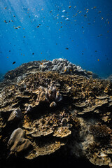 Plate coral and reef fish on tropical coral reef illuminated by sunlight in ocean. © PIPE DIVE UNDERWATER