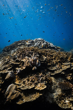 Plate coral and reef fish on tropical coral reef illuminated by sunlight in ocean.