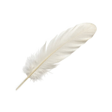 Single soft white bird feather isolated on a simple clean surface isolated on transparent background