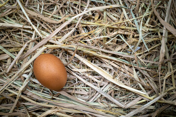 Fresh Organic Chicken Eggs in Straw Nest Background © JakaSuryanta