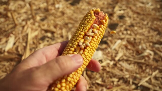 Farmer shelling golden corn kernels off an ear of maize outdoors. Concept of seed inspection, manual grain harvesting, agricultural quality testing, traditional farming methods. 4K slow motion.