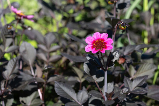 Botanical Diversity - Dahlia pinnata - Pink Dahlia Flower with Dark Foliage