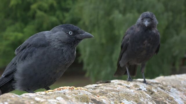 Jackdaw (Corvus monedula) adult eating seeds from a brick wall, watched by a juvenile. September, Kent, UK [Half speed]