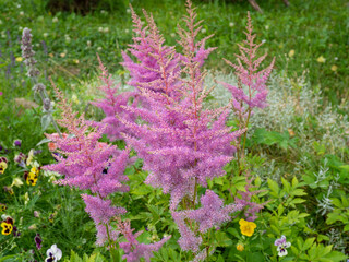Obraz premium Beautiful pink astilbe flowers blooming in a lush green garden, with delicate feathery flower plumes and vibrant foliage creating a colorful natural summer landscape