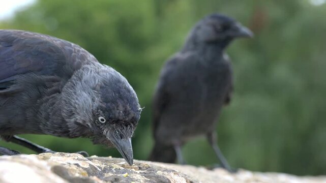 Jackdaw (Corvus monedula) adult eating seeds from a stone wall, watched by a juvenile. September, Kent, UK [Half speed]
