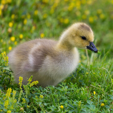 A young Canada goose (gosling) standing among lush green vegetation and small yellow wildflowers, holding a small sprig of greenery in its beak.