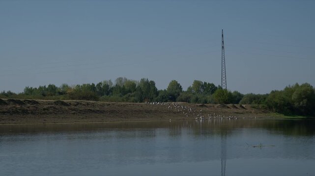 Wide landscape view of a flock of white herons gathered along a riverbank near a line of trees. 4K.