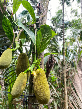 Young Jackfruits Growing on Jackfruit Tree in Tropical Garden