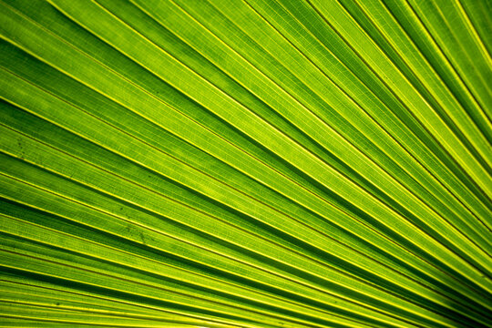 Tropical palm leaf texture (Livistona chinensis), natural light shot