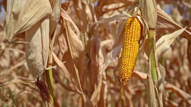 Golden ear of corn ready for harvest. Concept of agricultural crop production, autumn grain harvest, sustainable cereal farming, and rural agribusiness growth. 4K.