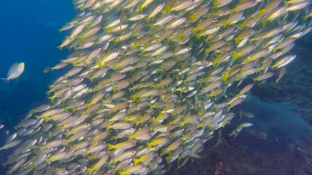 Close-up of a school of yellowtail fish swimming underwater. Seabed exploration, marine ecosystem, underwater nature, tropical fish. Underwater world and the life of its inhabitants. Diving. 4K