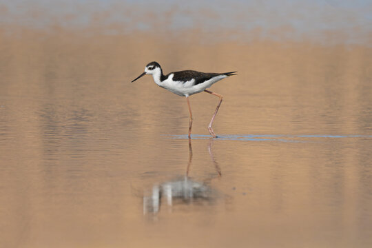 Black-necked stilt (Himantopus mexicanus) walking in shallow lake water