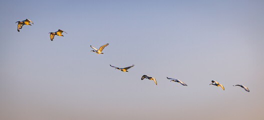 Ibis flying sequence showing movement and progress in Veneto © Michael Niehaus