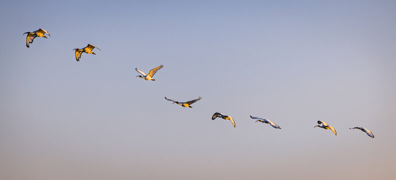 Ibis flying sequence showing movement and progress in Veneto