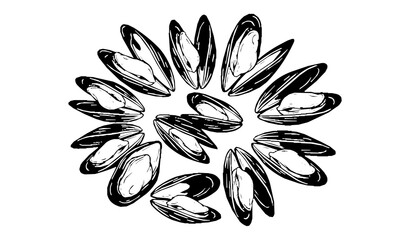 Open Mussel Shells with Visible Meat Top View Black White Vector © Bipul