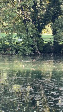 Tranquil Pond with Ducks: A serene pond reflects the lush green trees and vegetation surrounding it, with a couple of ducks gliding peacefully on the water's surface. Milan, Italy