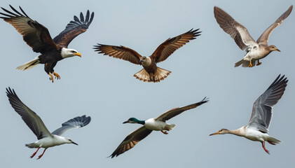 Obraz premium Birds of prey and waterfowl fly across an open sky in a composite wildlife collection showcasing varied wingspans and avian flight patterns.