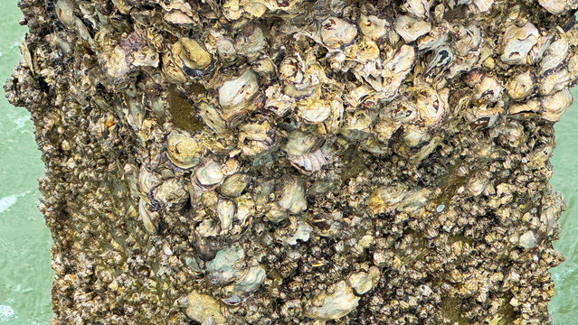 Close up of barnacles and oyster shells encrusted on a pier piling in green sea water