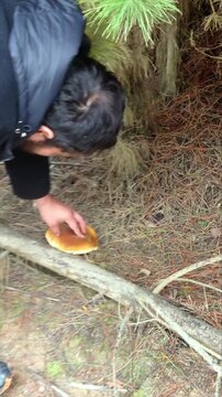 Person Picking a Large Wild Mushroom (Slippery jacks or Suillus species) from the Forest Floor, Hand Harvesting Mushroom Growing Among Pine Needles and Fallen Branches, Close Up Foraging