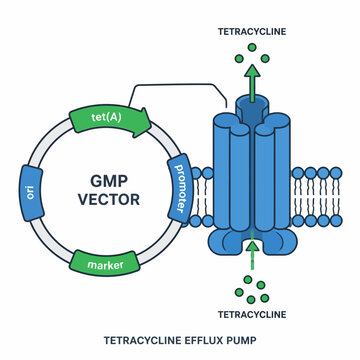 GMP Vector and Tetracycline Efflux Pump Diagram