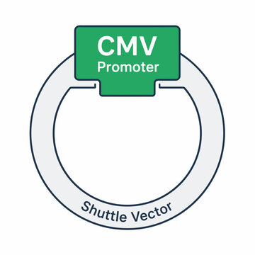 CMV Promoter Shuttle Vector Plasmid Diagram