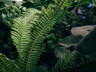 Tropical Ferns and Foliage in Low Light Interior © Krittipong T.