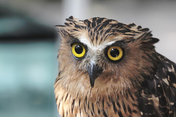 Obraz premium Owl Portrait with Bright Yellow Eyes and Detailed Feathers